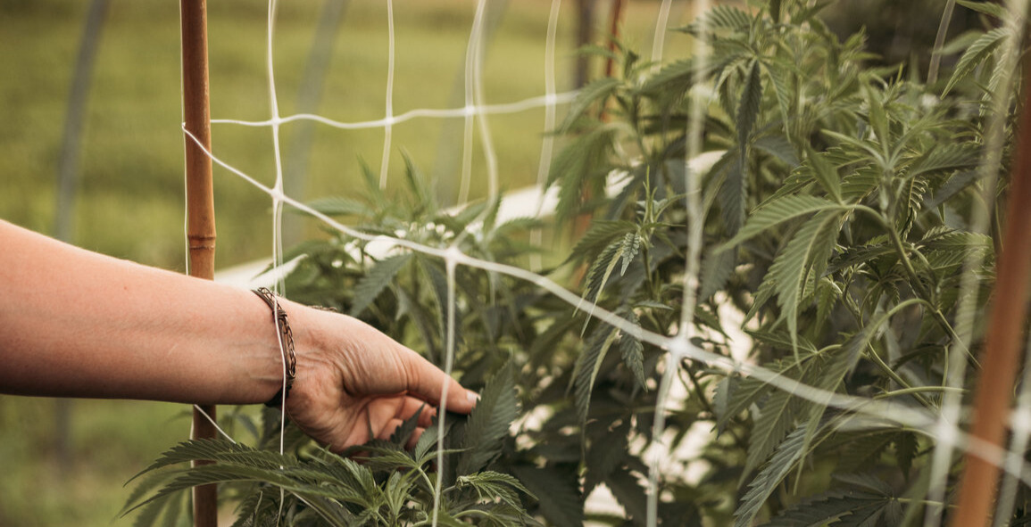 Tending hemp plants at the Humble Collective farm