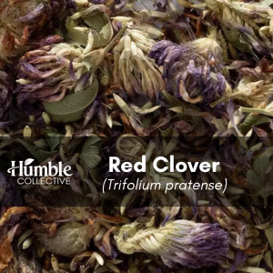 Red Clover (wildcrafted) — 2 oz