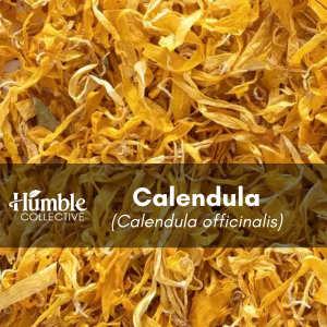 Calendula (wildcrafted) — 2 oz