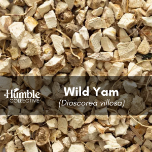 Wild Yam (wildcrafted) — 2 oz