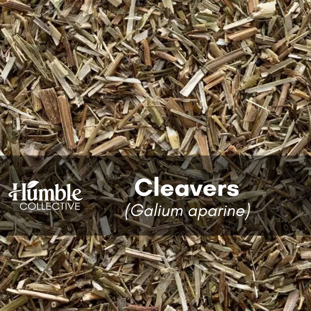 Cleavers (wildcrafted) — 2 oz
